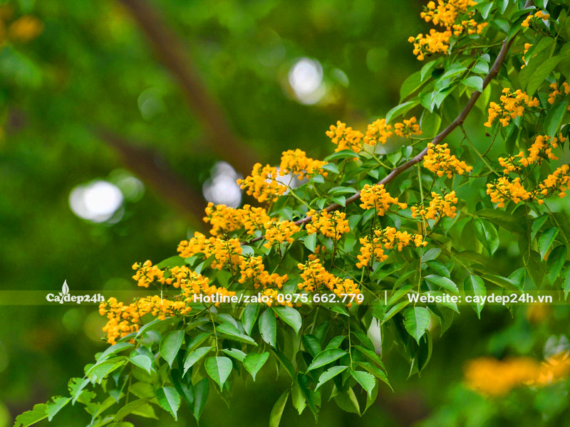 Cây có tán lá xanh mướt, hoa vàng tươi xinh đẹp mang đến nguồn năng lượng tích cực