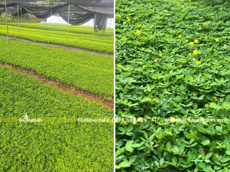 Vườn gieo trồng cỏ lạc giống