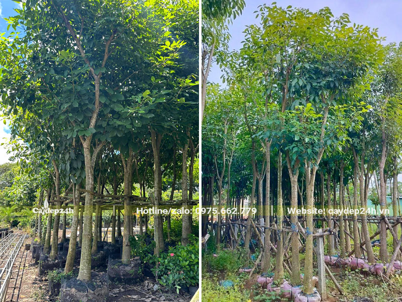 Vườn dưỡng số lượng lớn cây kèn hồng công trình đường kính gốc 10 - 15cm