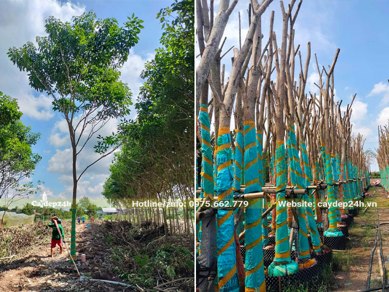 Vườn cây Kèn Hồng cao đường kính gốc 20 - 30cm