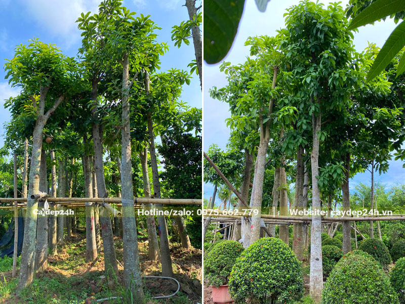 Có nên trồng cây Sala trước nhà để tạo bóng mát