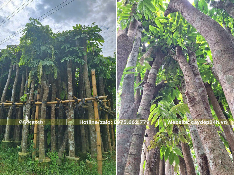 Cây Vàng Anh cao trên 4m, đường kính gốc 15 - 20cm