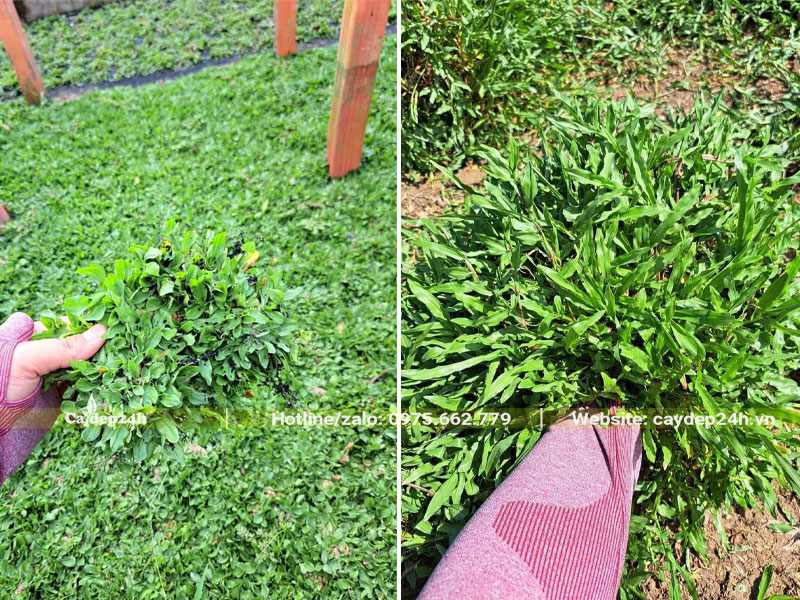 Hai loại cỏ lá gừng đang được bán tại Cây Đẹp 24h