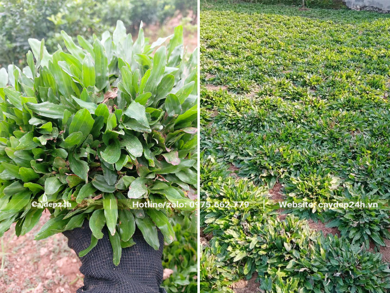 Vườn cỏ lá gừng trồng bằng hạt