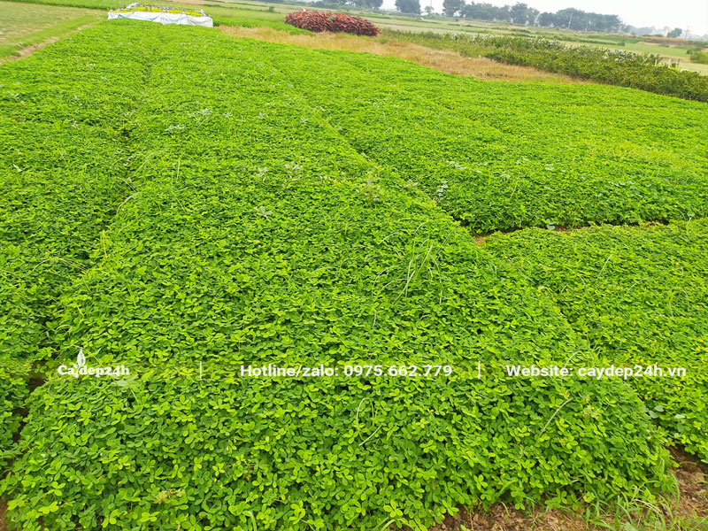 Vườn cây giống cỏ lạc gieo bằng hạt