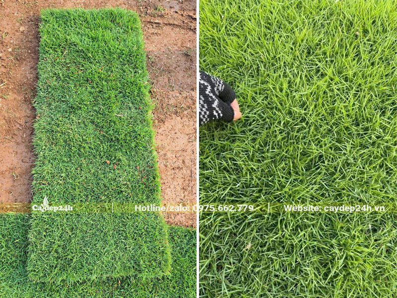 Miếng cỏ Nhung Nhật sau khi thu hoạch