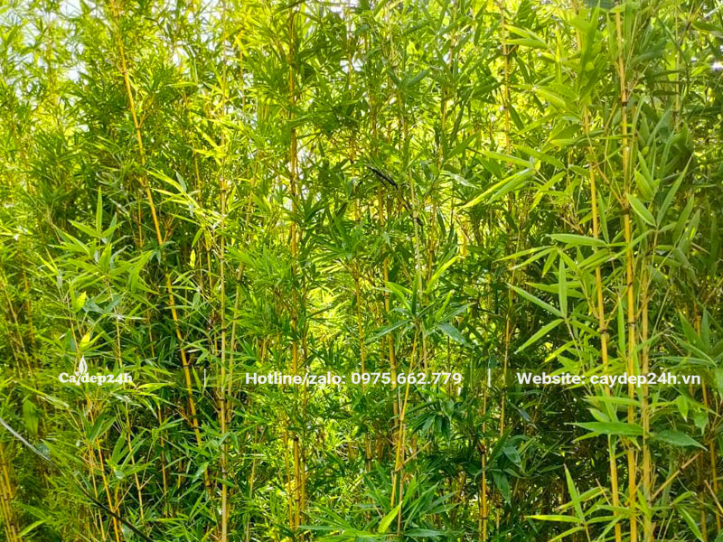 Bụi cây Trúc Quân Tử sum suê