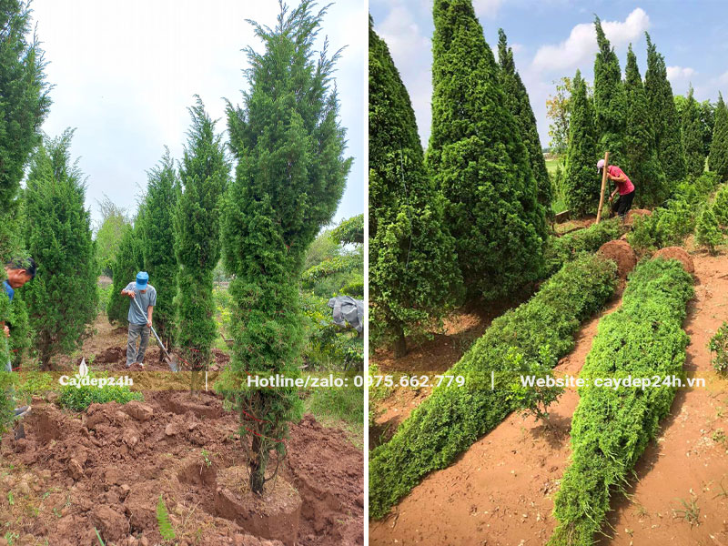 Bứng bầu cây tùng tháp cao 3 - 4m