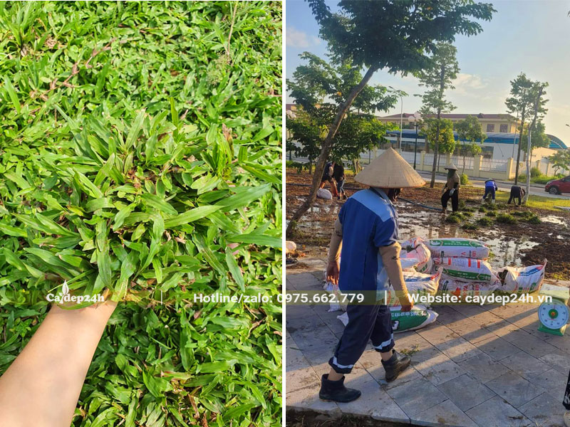 Định mức trồng cỏ lá gừng cho công viên, công trình đô thị