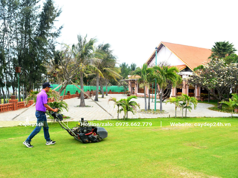 Cắt cỏ nhung nhật trong khuôn viên resort cao cấp