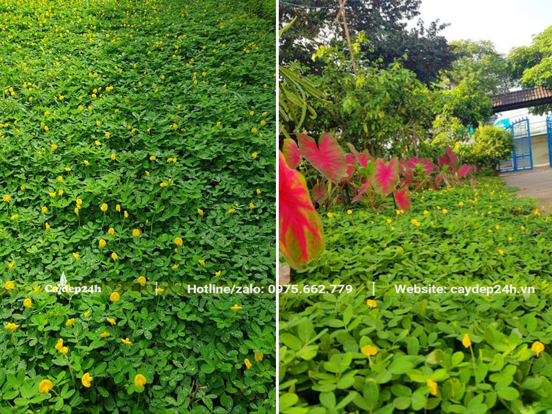 Trồng cỏ lạc trước cổng và sân vườn nhà