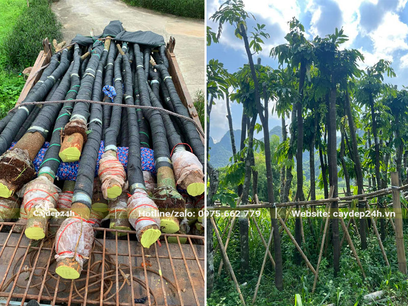 Cách chiết cây Vàng Anh công trình, đường kính thân 15cm