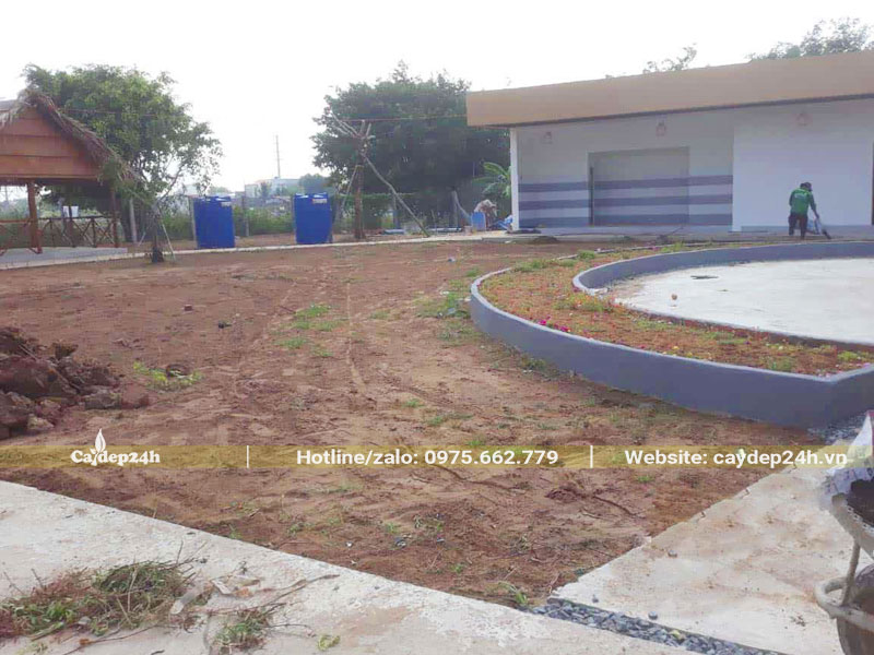 Tiến hàng dọn sạch cỏ dại và làm phẳng đất trước khi trồng cỏ