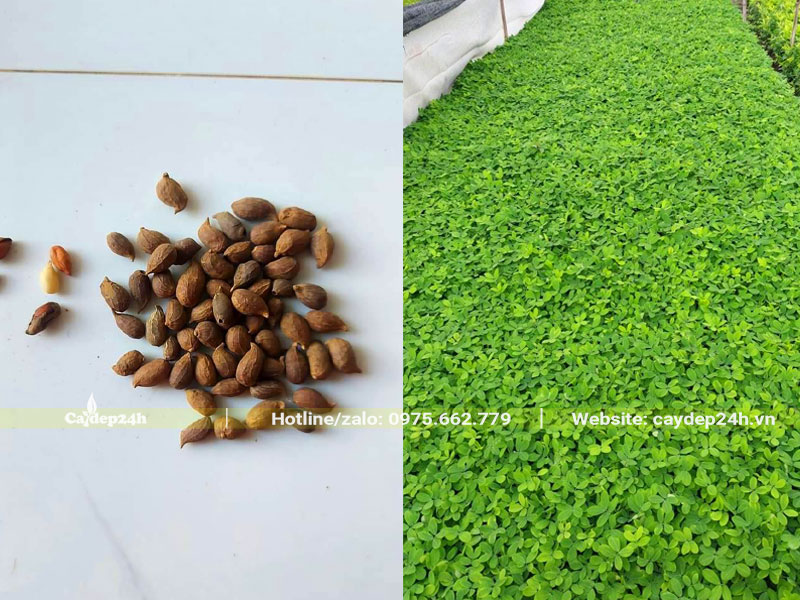 Tại nhà vườn chúng tôi thực hiện cách trồng cỏ lạc bằng hạt theo luống