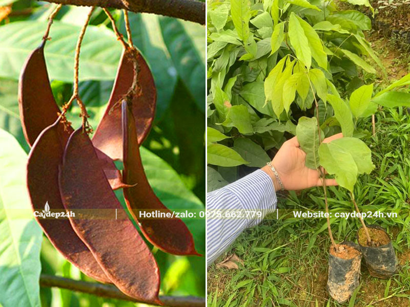 Vườn nhân giống cây Vàng Anh cao 40 - 50cm