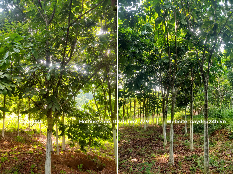 Vườn cây Vàng Anh công trình lâu năm, cao hơn 5m