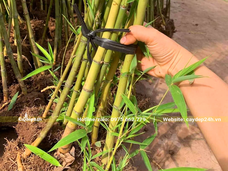 Cách tách bụi cây Trúc Quân Tử trưởng thành