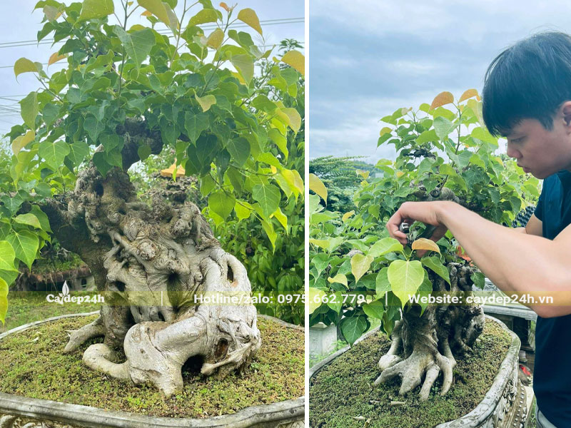 Cắt tỉa, tạo dáng cho cây Bồ Đề bonsai