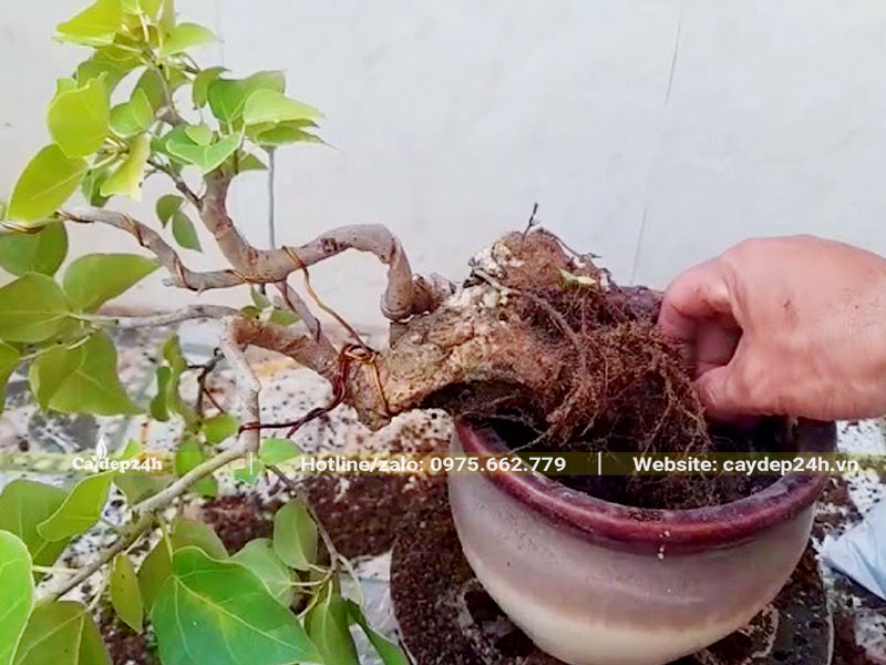 Trồng cây bồ đề vào trong chậu cảnh