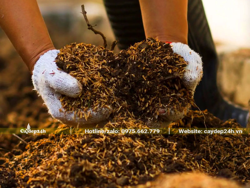 Giá thể đất gieo trồng, nhân giống cây Vàng Anh công trình