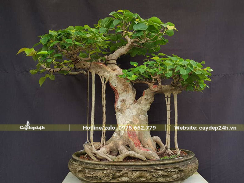 Tán cây bồ đề bonsai tạo thế Tam Đa siêu nghệ thuật