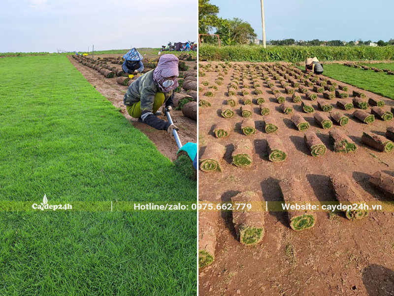 Nhà vườn đang tiến hành cắt thu hoạch cỏ nhung nhật