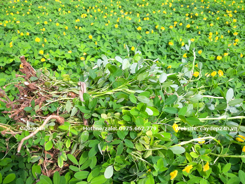 Tiến hành cắt tỉa cỏ lạc trồng trong vườn sầu riêng