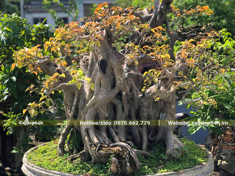 Cây Bồ Đề bonsai cổ thụ đường kính gốc 50 - 60cm