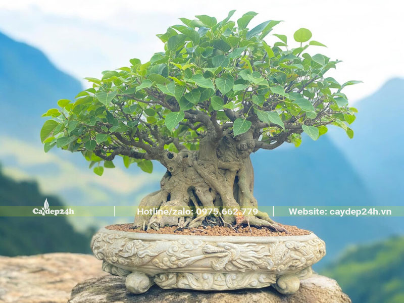 Chiêm ngưỡng chậu cây bồ đề bonsai để bàn dáng mini siêu đẹp