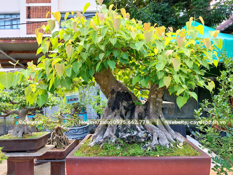 Chậu cây Bồ Đề bonsai đẹp trồng trước sân nhà