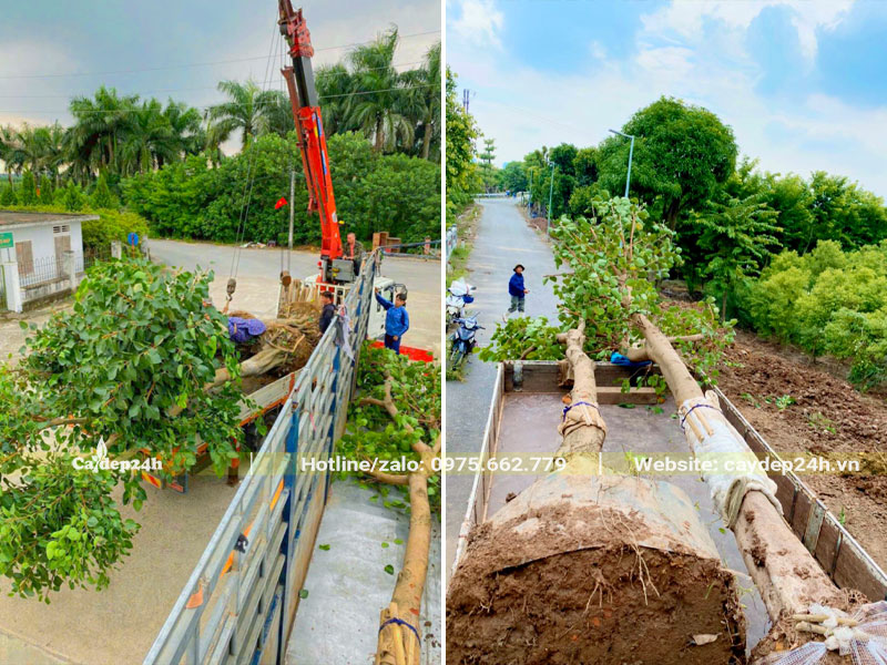 Cẩu cây Bồ Đề công trình cao 7 - 9m lên xe tải lớn