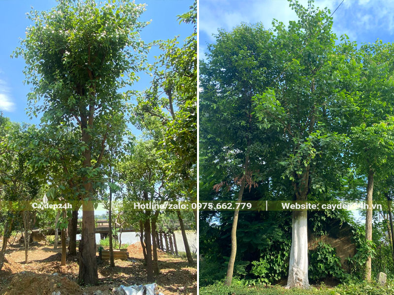 Cây Bồ Đề mọc sau nhà, cây cao, tán lá sum suê