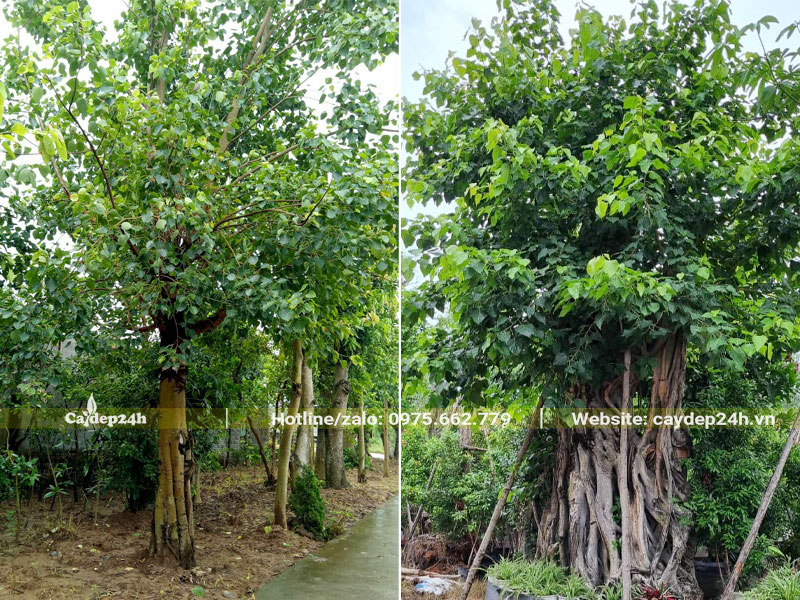 Cây Bồ Đề mọc trước nhà lâu năm, kích thước lớn