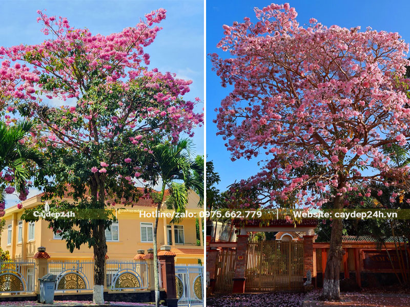 Cây Kèn Hồng trồng trước nhà nhiều năm cao lớn, hoa nở nhiều và đẹp