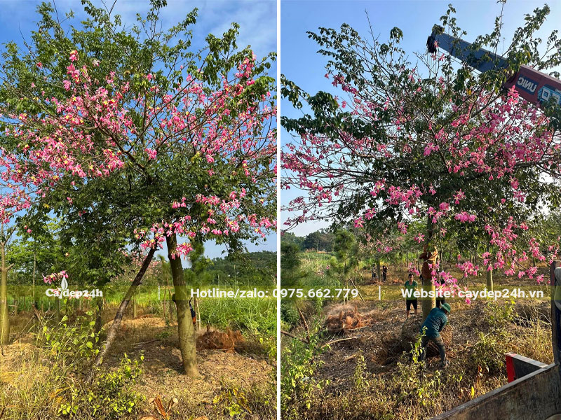 Lựa chọn cây Mỹ Nhân lâu năm, kích thước lớn