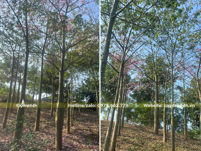 Lựa chọn cây mỹ nhân công trình cỡ trung chiều cao 5 - 7m