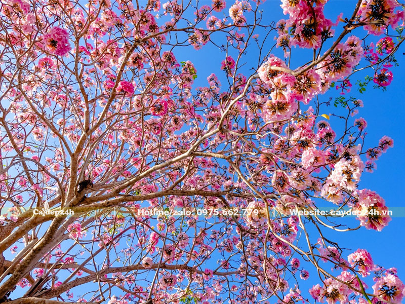 Dưới tán cây Kèn Hồng trồng trước nhà