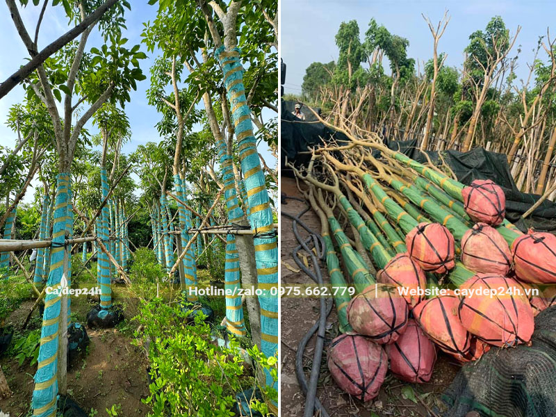 Vườn dâm ủ cây Kèn Hồng công trình quy mô lớn, chiều cao cây từ 5 - 6m