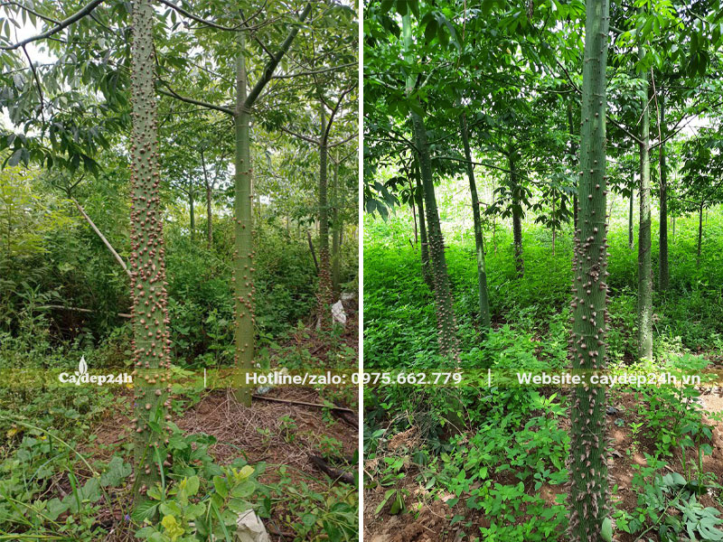 Vườn cây mỹ nhân kích thước nhỏ