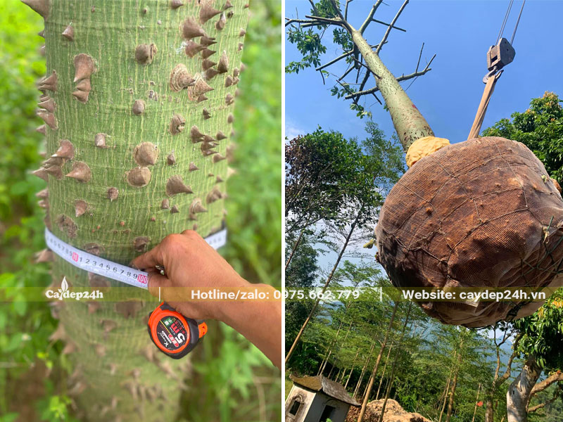 Cây lớn với kích thước vanh thân lên tới 100cm