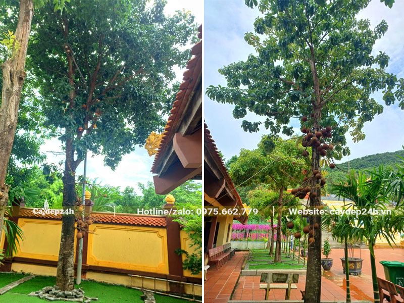 Cây Sala công trình trồng ở sân trước của một ngôi chùa