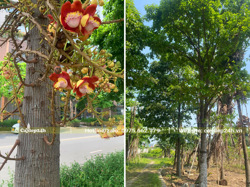 Vườn cây Sala công trình, thi công trồng tận nơi