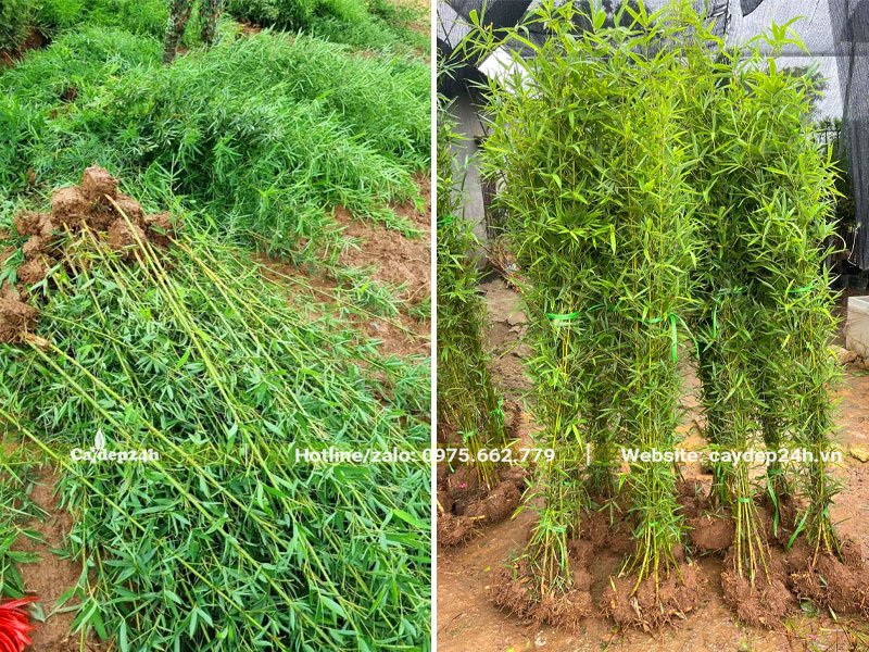 Cách nhân giống cây Trúc Quân Tử bằng hạt, cây đã phát triển cao hơn 1m