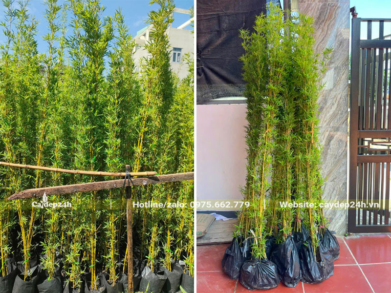 Cây Trúc Quân Tử cao hơn 1m thích hợp để trồng trong nhà