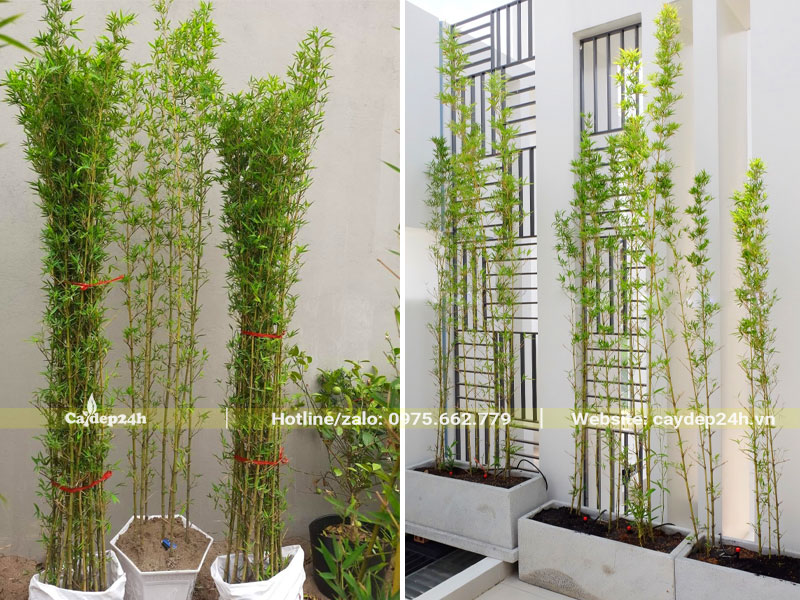 Cây Trúc Quân Tử trồng chậu để trong nhà