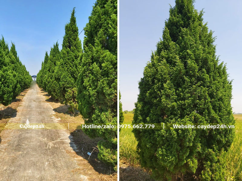 Những hàng cây tùng tháp phong thủy trồng dọc hai bên lối đi