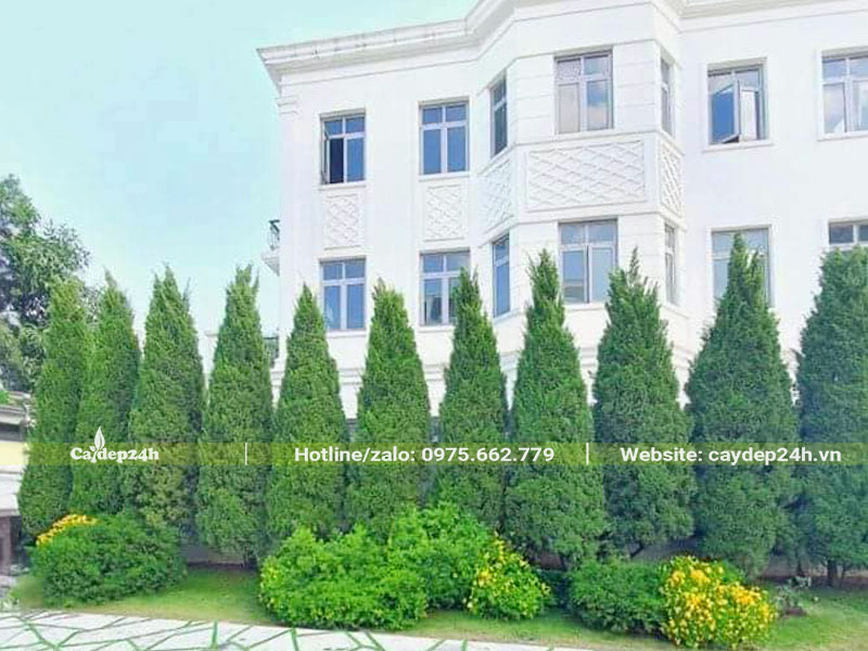 Hàng cây Tùng Tháp tạo hàng rào chắn bảo vệ trước nhà
