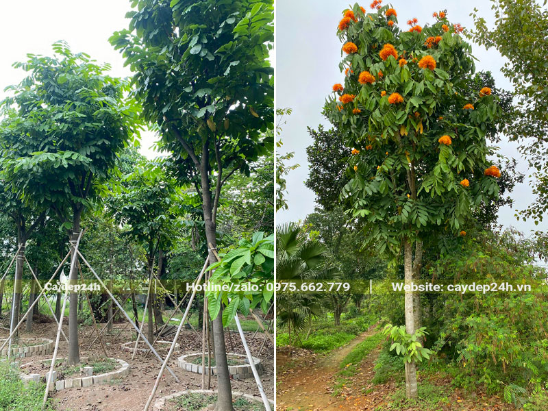 Trồng cây Vàng Anh trong sân vườn trước nhà