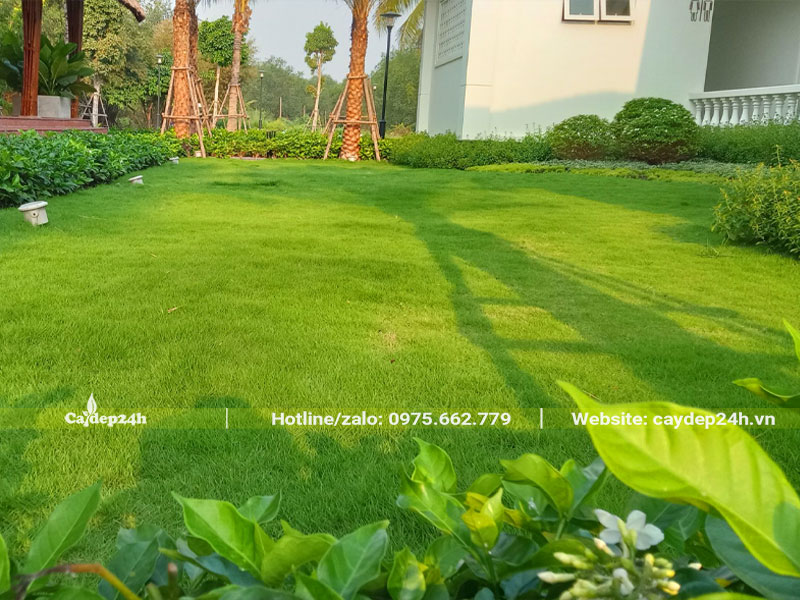 Cắt cỏ Nhung Nhật cho sân vườn biệt thự