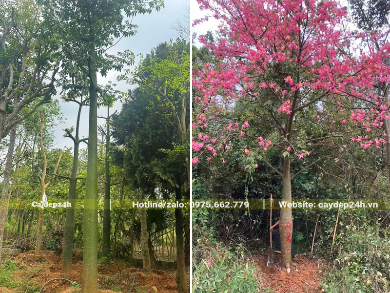 Cây Mỹ Nhân giâm ủ và cây bứng thẳng sẵn hoa kích thước lớn